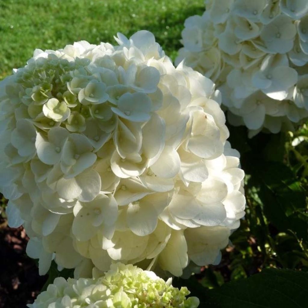 Hydrangea paniculata Magical Mont Blanc