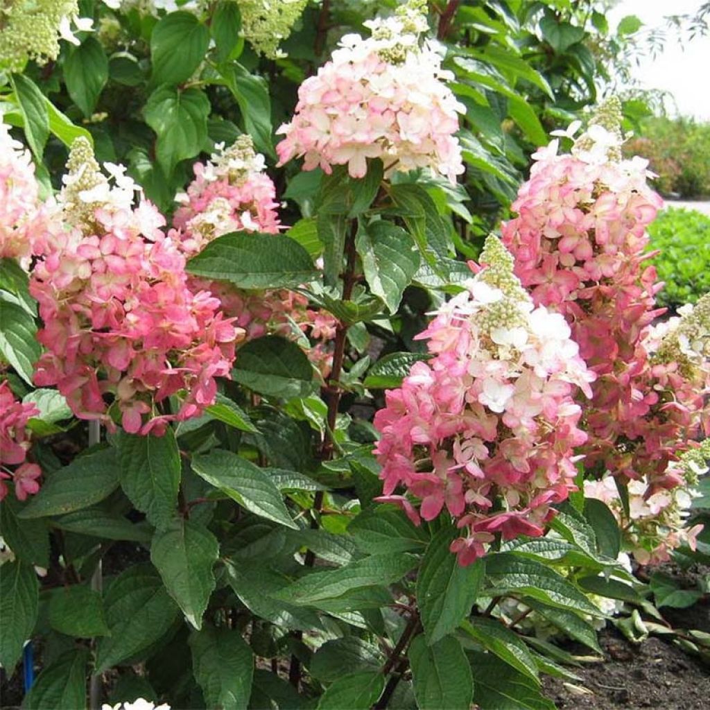 Hydrangea paniculata Magical Vesuvio