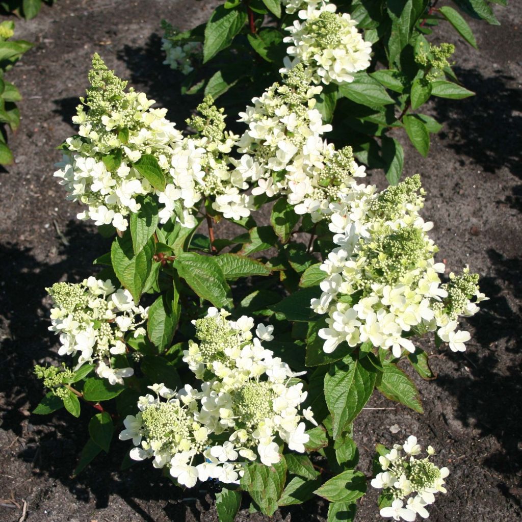 Hydrangea paniculata Magical Vesuvio