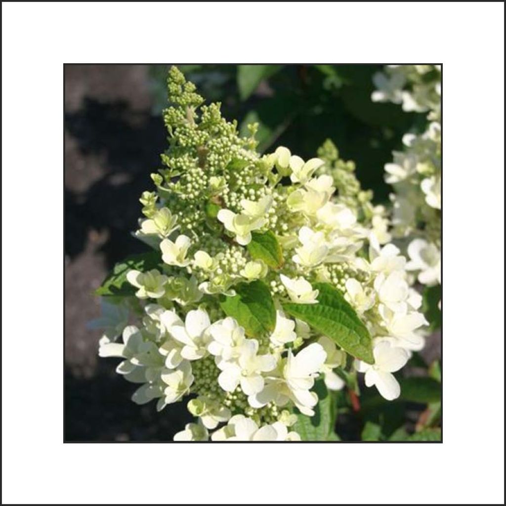 Hydrangea paniculata Magical Vesuvio