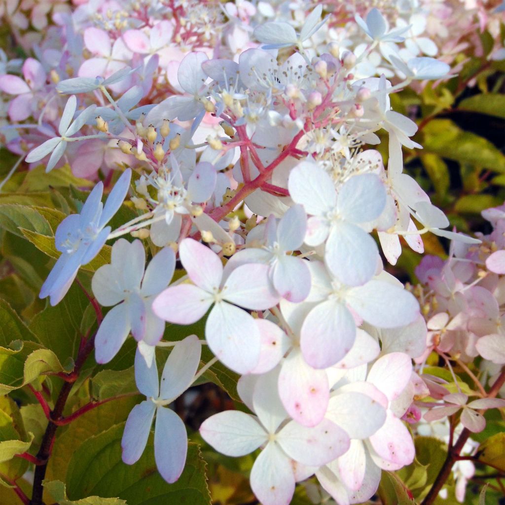 Hydrangea paniculata Phantom - Panicle Hydrangea