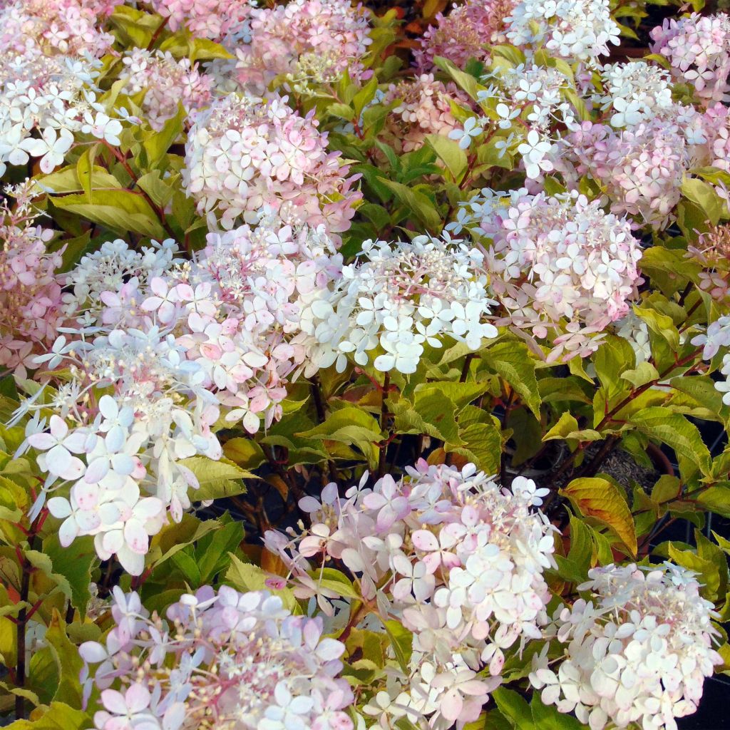 Hydrangea paniculata Phantom - Panicle Hydrangea