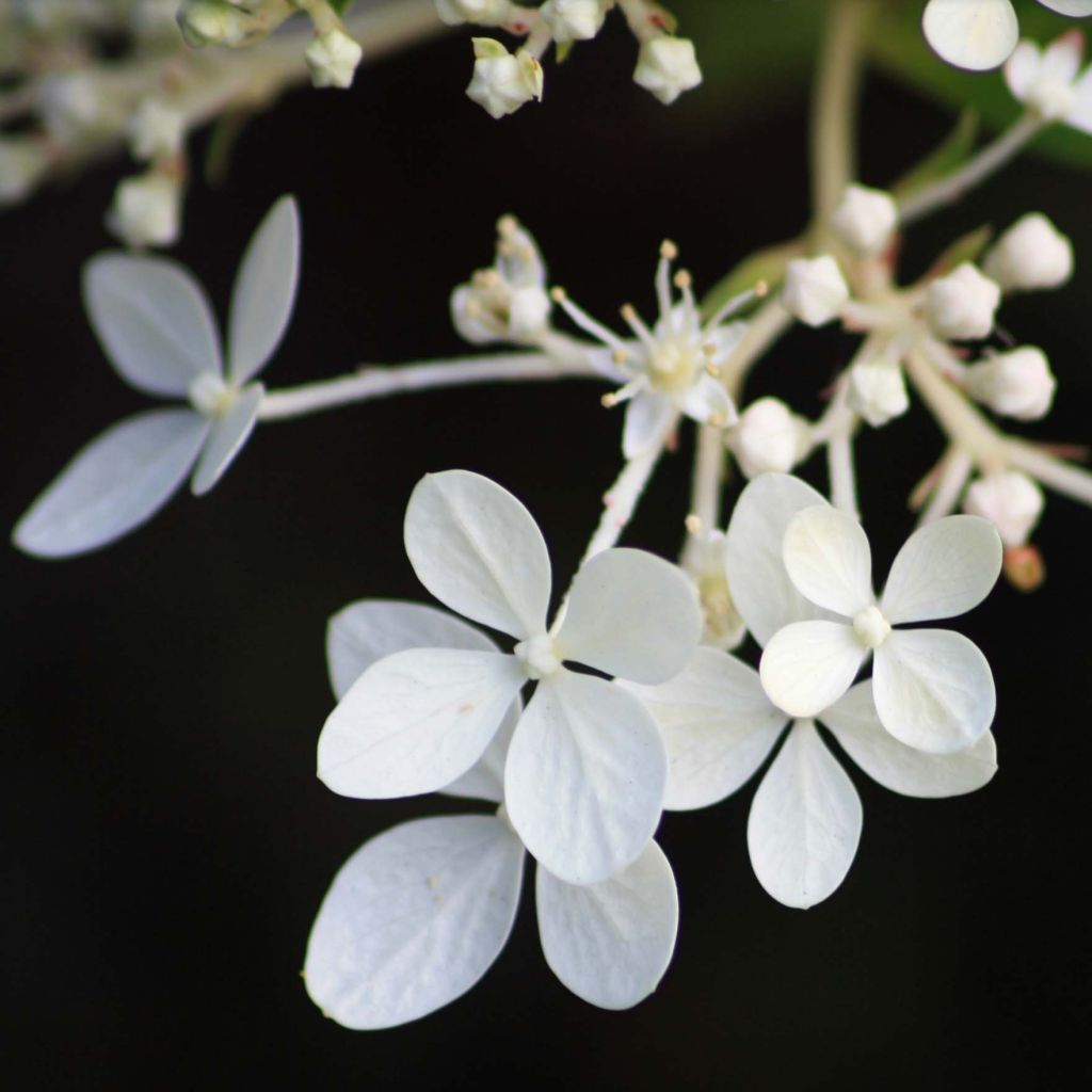 Hydrangea paniculata Phantom - Panicle Hydrangea