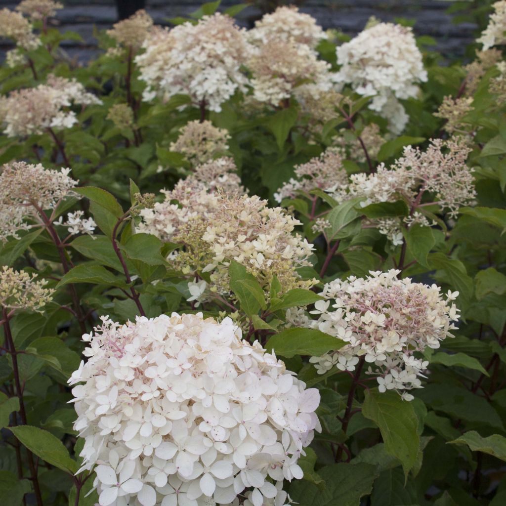 Hydrangea paniculata Phantom - Panicle Hydrangea