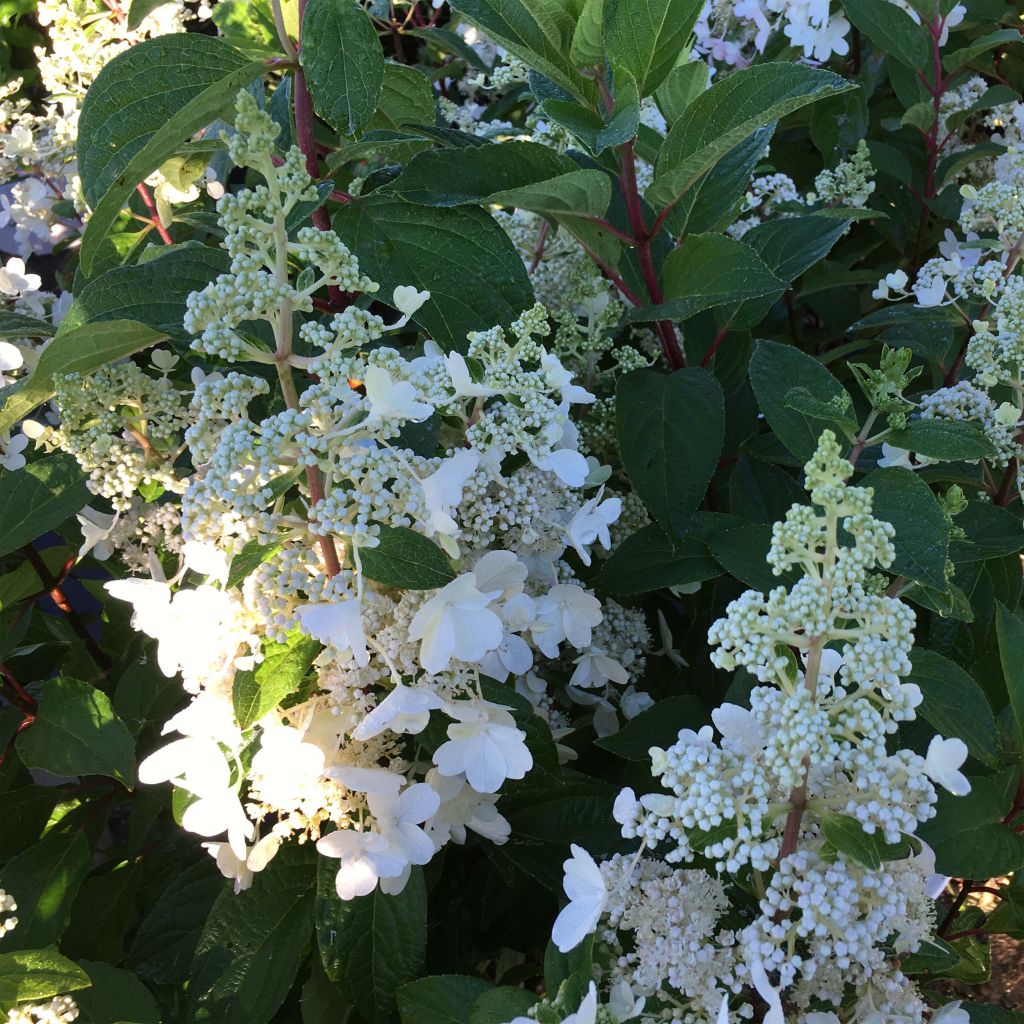 Hydrangea paniculata Pinky Winky