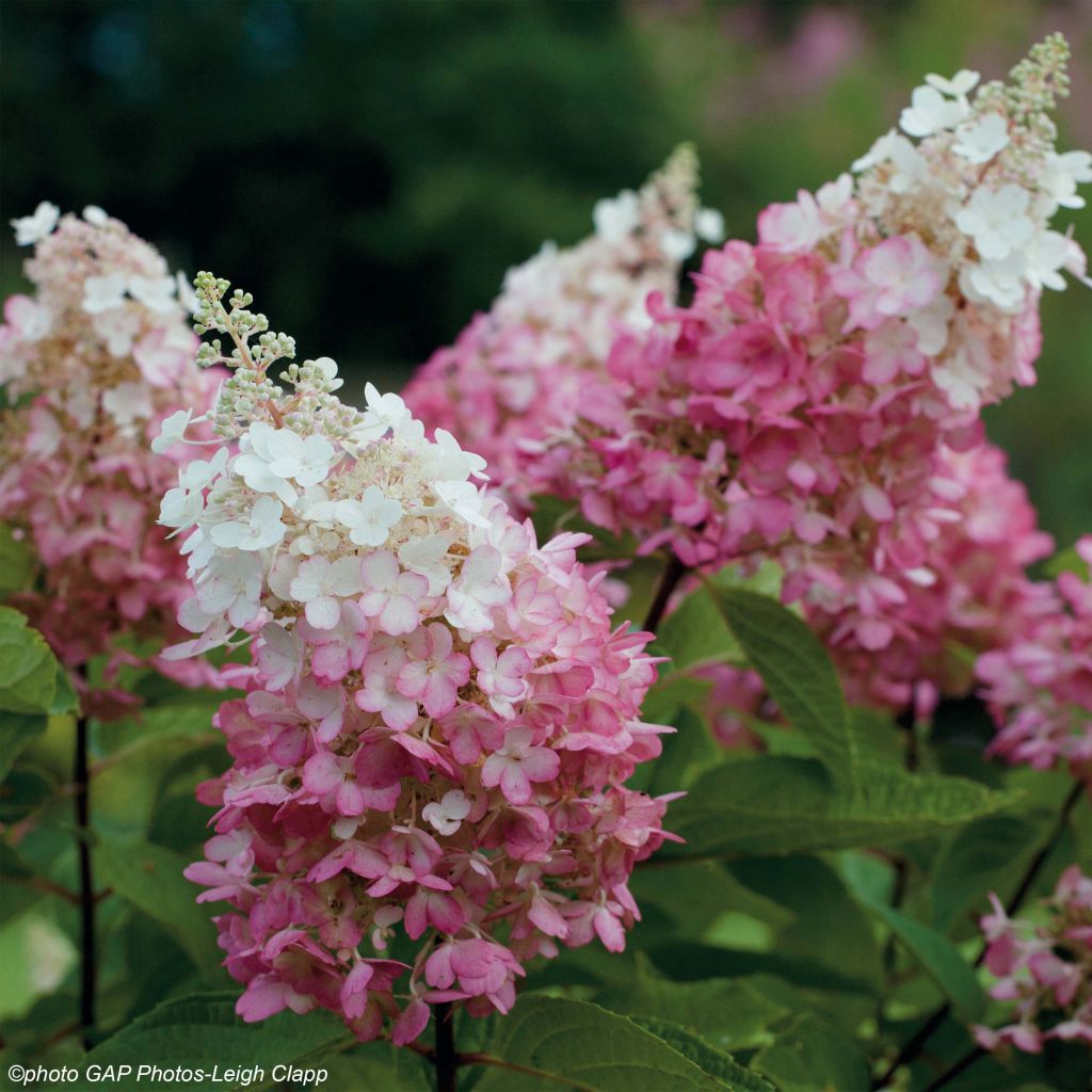 Hydrangea paniculata Pinky Winky