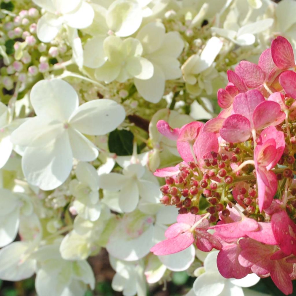 Hydrangea paniculata Pinky Winky