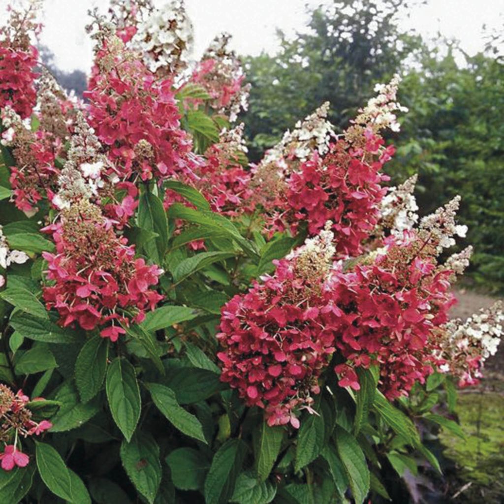 Hydrangea paniculata Pinky Winky