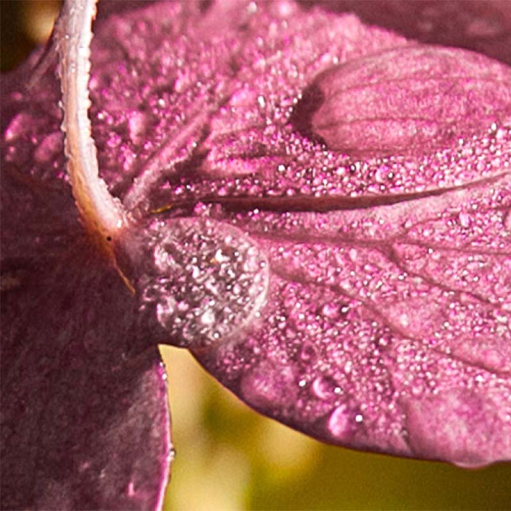 Hydrangea paniculata Pinky Winky