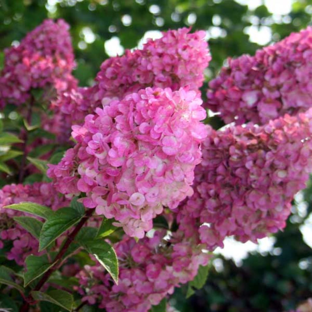 Hydrangea paniculata Sundae Fraise