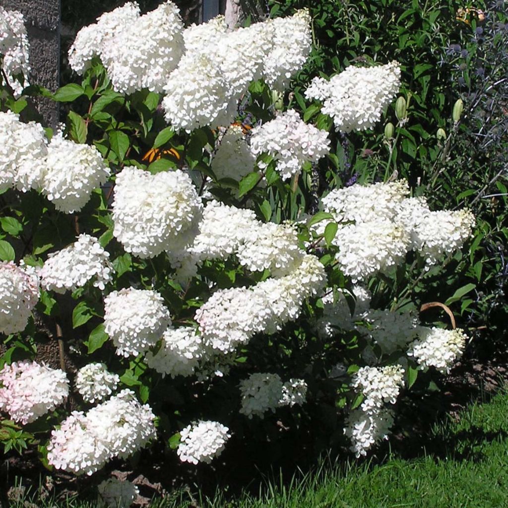 Hydrangea paniculata Vanille Fraise