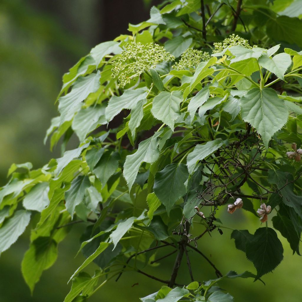 Hydrangea anomala subsp. petiolaris- Climbing Hydrangea