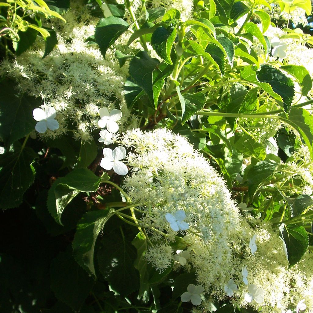 Hydrangea anomala subsp. petiolaris- Climbing Hydrangea