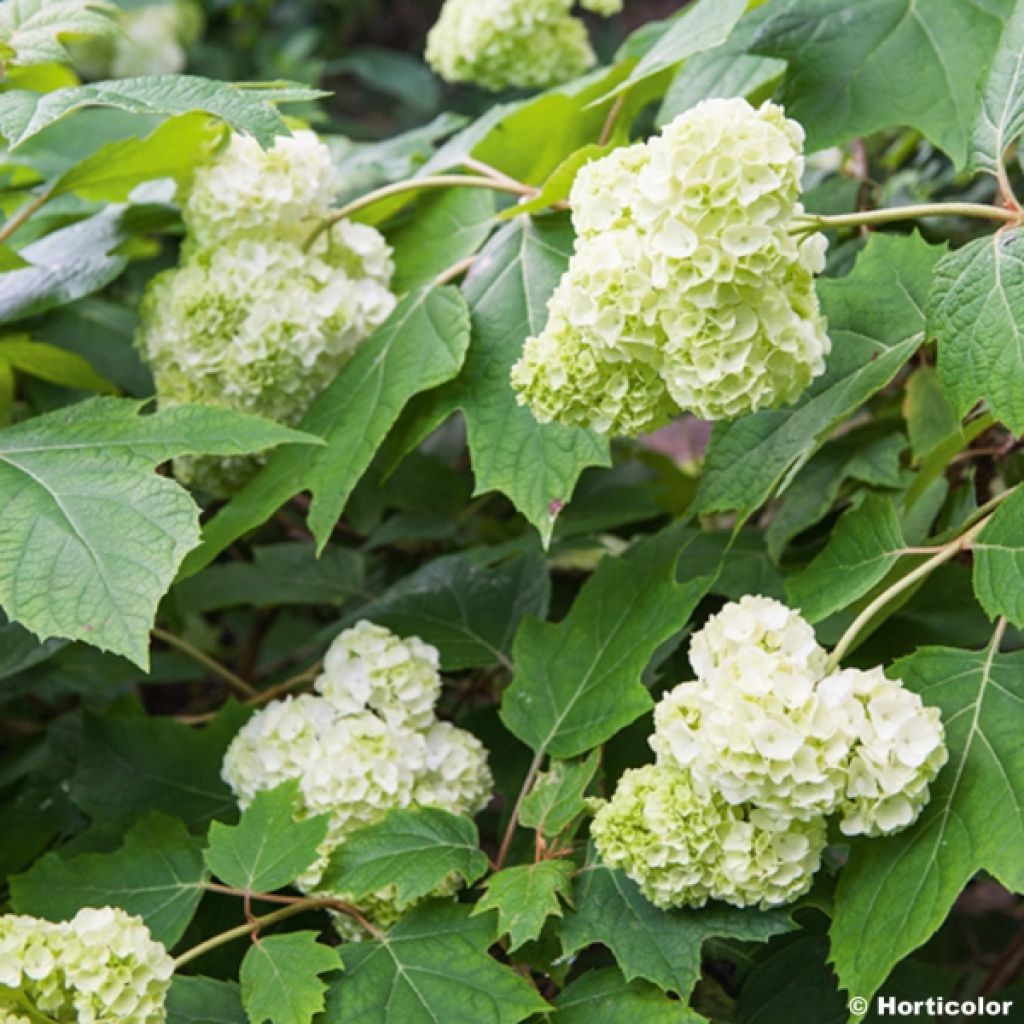 Hortensia - Hydrangea quercifolia Harmony