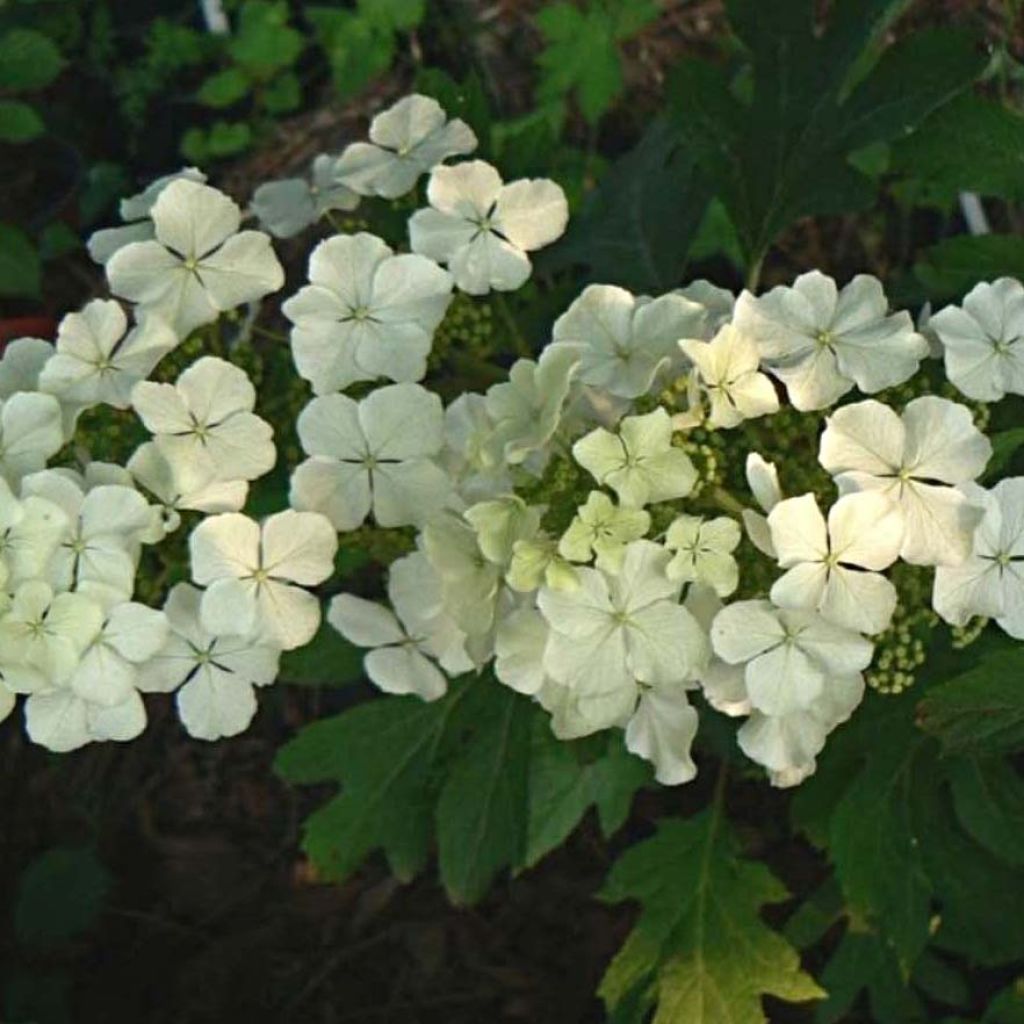 Hydrangea quercifolia Ice Crystal