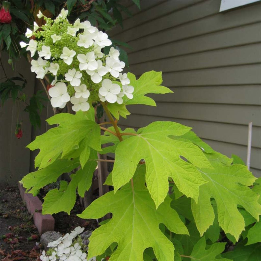 Hydrangea quercifolia Little Honey