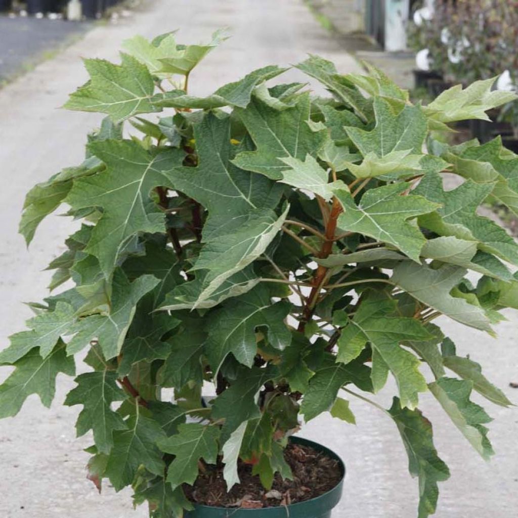 Hydrangea quercifolia Munchkin