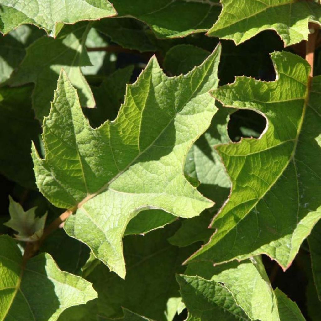 Hydrangea quercifolia Munchkin