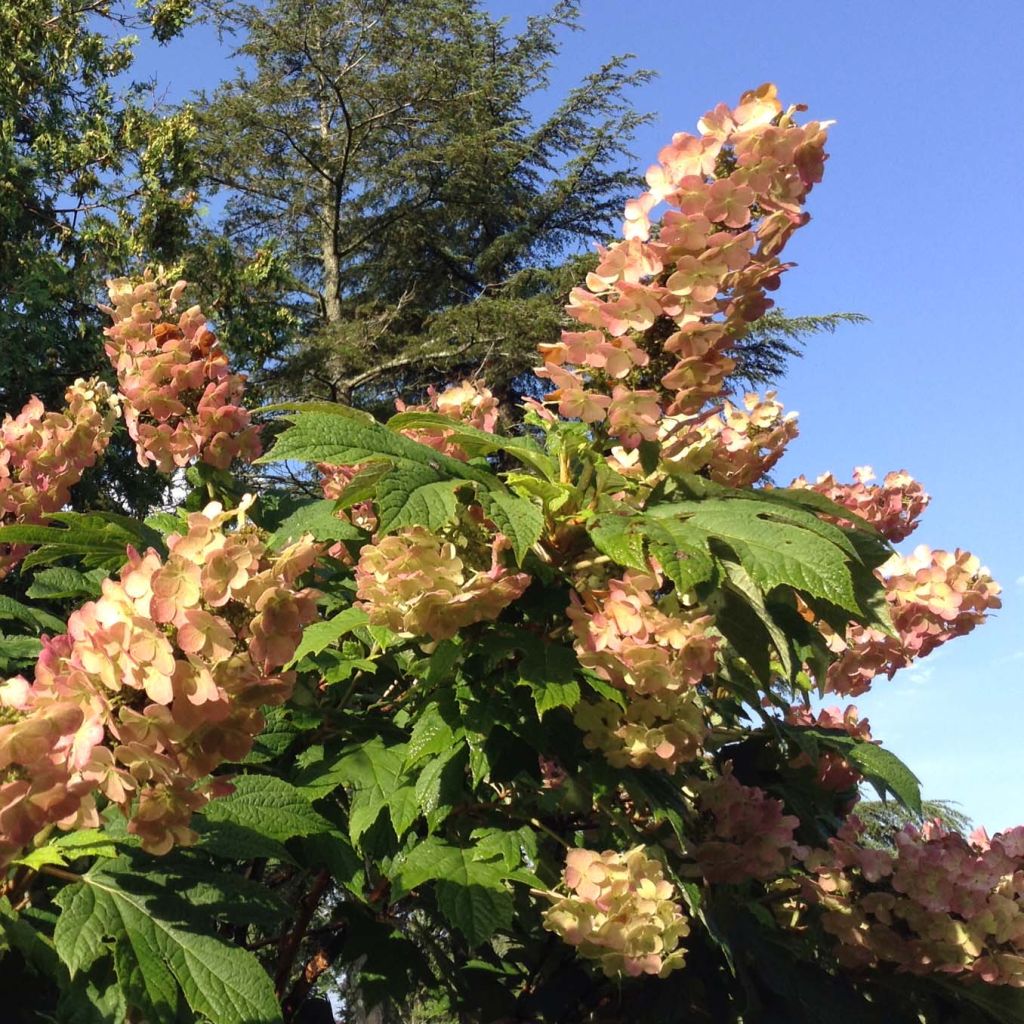 Hydrangea quercifolia Snow Queen