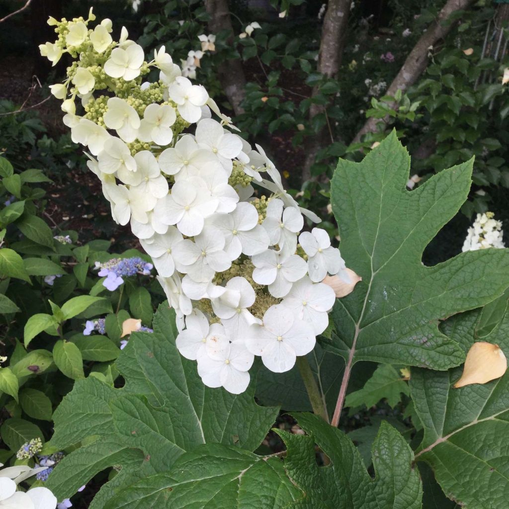 Hydrangea quercifolia Snow Queen