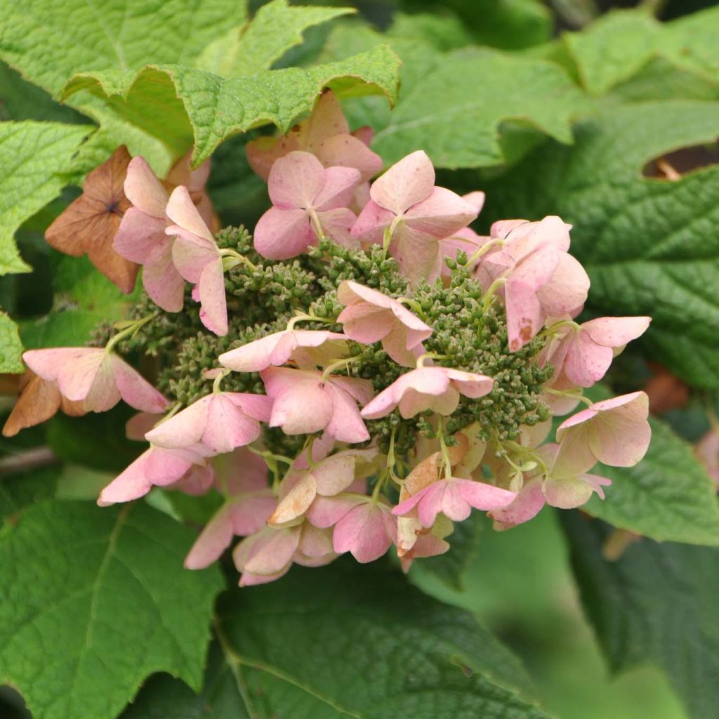 Hydrangea quercifolia Snow Queen