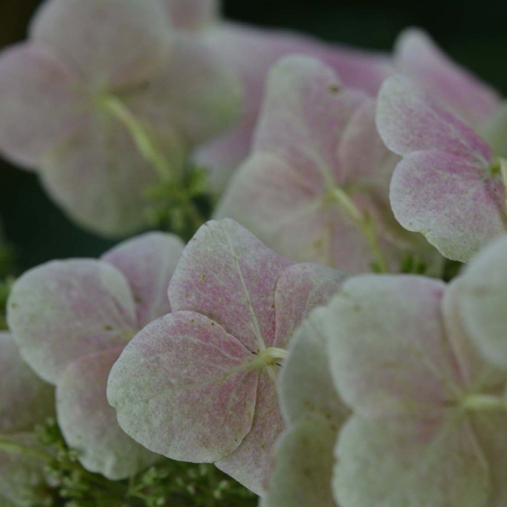 Hydrangea quercifolia Snow Queen