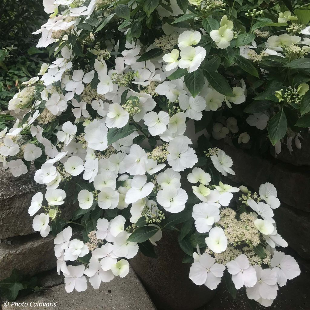 Hydrangea Runaway Bride Snow White