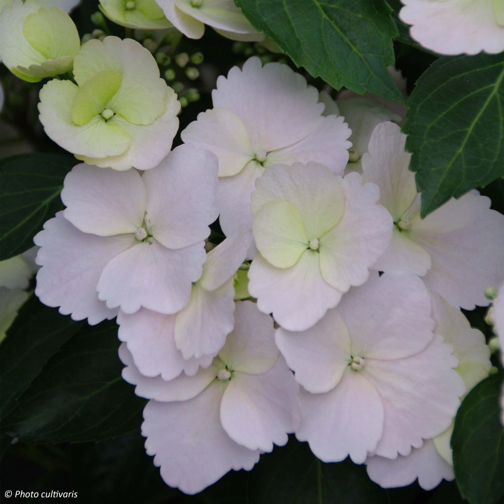 Hydrangea Runaway Bride Snow White