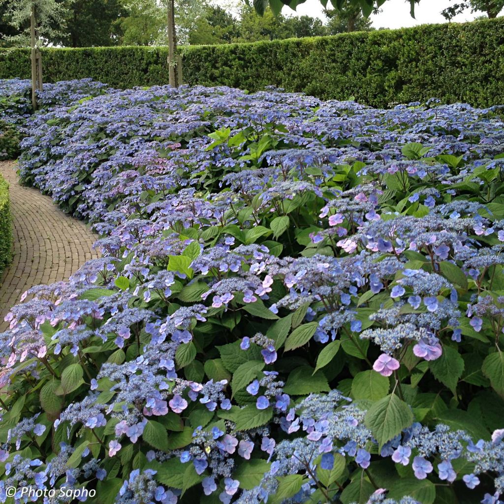 Hydrangea serrata subsp. yezoensis Veerle - Flat-headed hydrangea