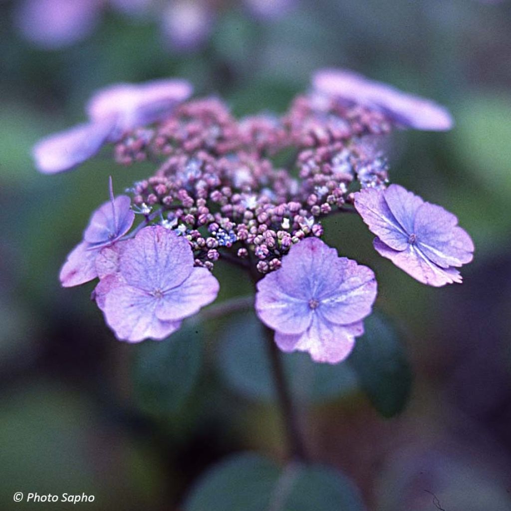 Hydrangea serrata subsp. yezoensis Veerle - Flat-headed hydrangea