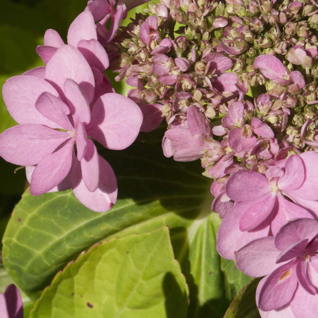 Hydrangea macrophylla Forever