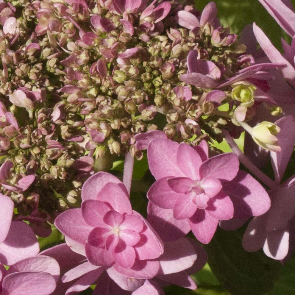 Hydrangea macrophylla Forever