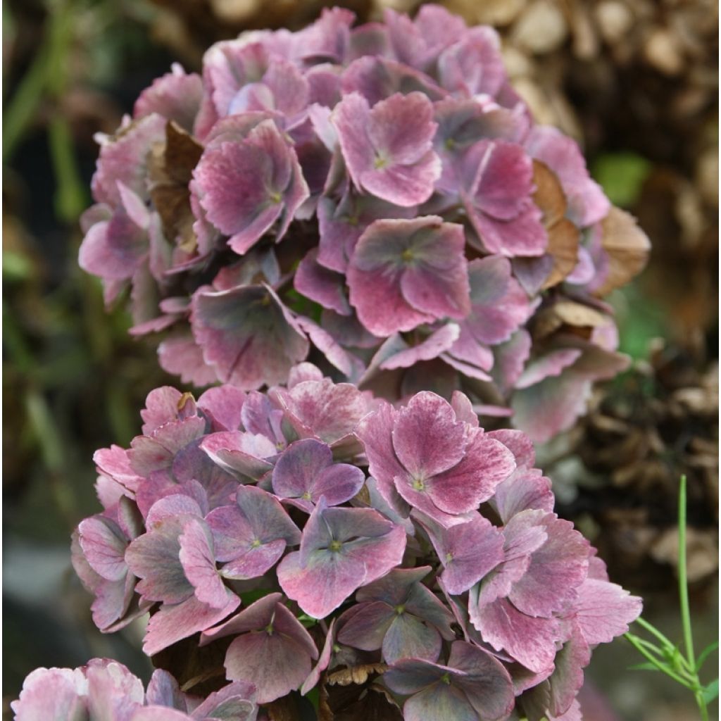 Hydrangea macrophylla Baron Pourpre