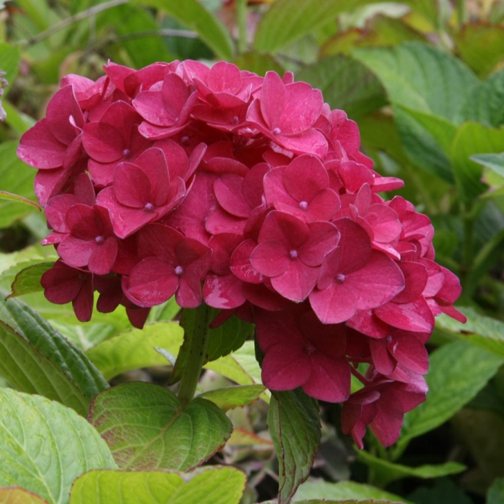 Hydrangea macrophylla Hovaria Hobergine