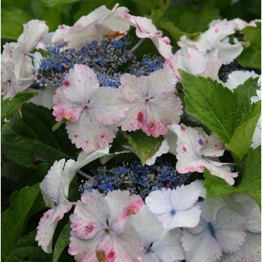 Hydrangea macrophylla Koria