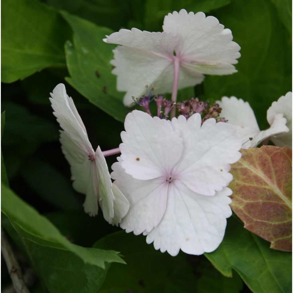 Hydrangea macrophylla Koria