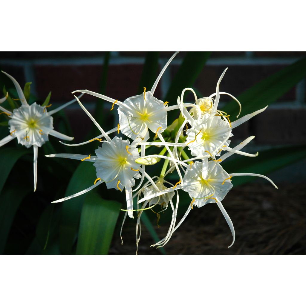 Hymenocallis festalis Blanche