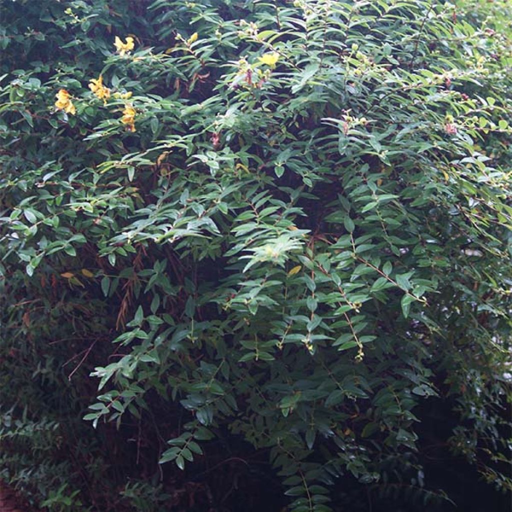 Hypericum calycinum - St. John's wort