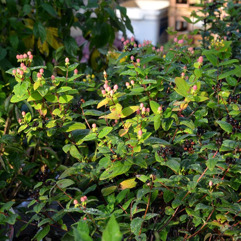 Hypericum inodorum Magical Beauty - Millepertuis