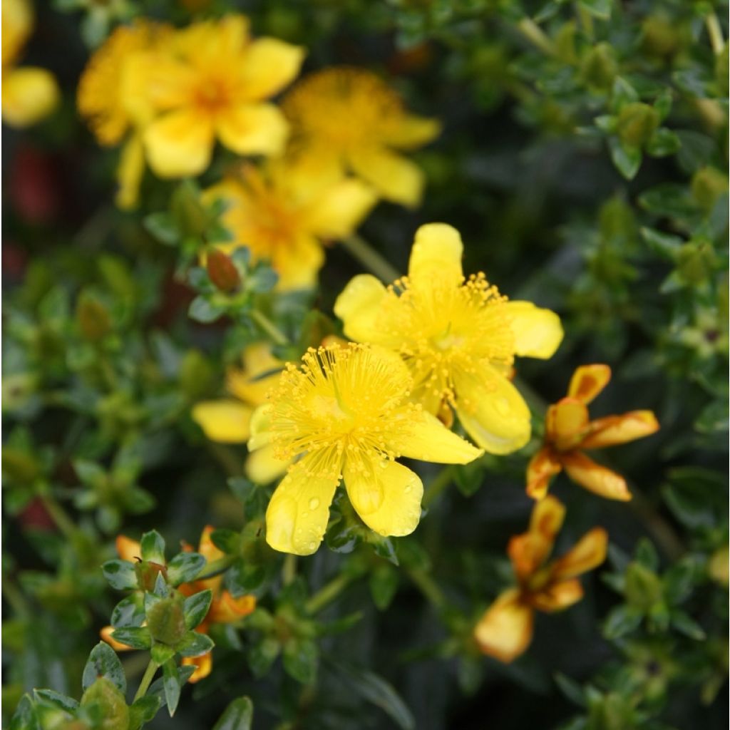 Hypericum kalmianum Gemo - St. John's wort