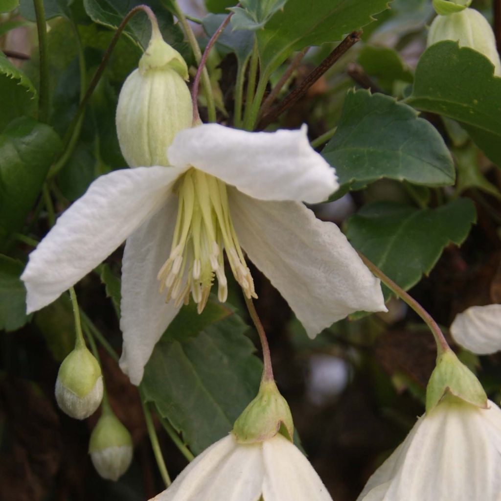 Clematis cirrhosa Jingle Bells