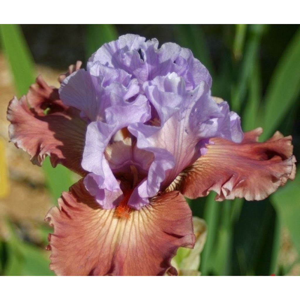 Iris germanica Adoranova - Bearded Iris