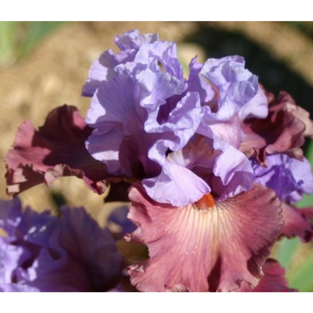 Iris germanica Adoranova - Bearded Iris