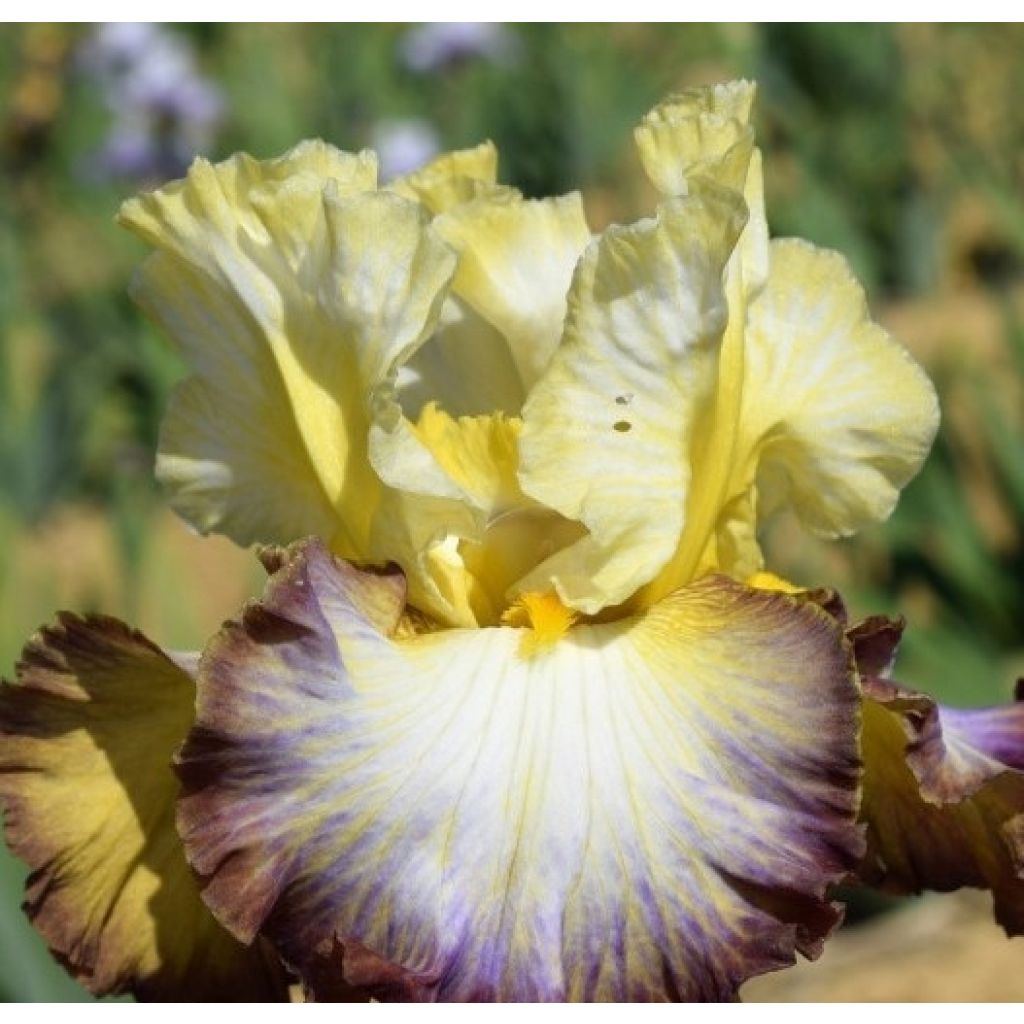 Iris germanica Above The Rim - Bearded Iris