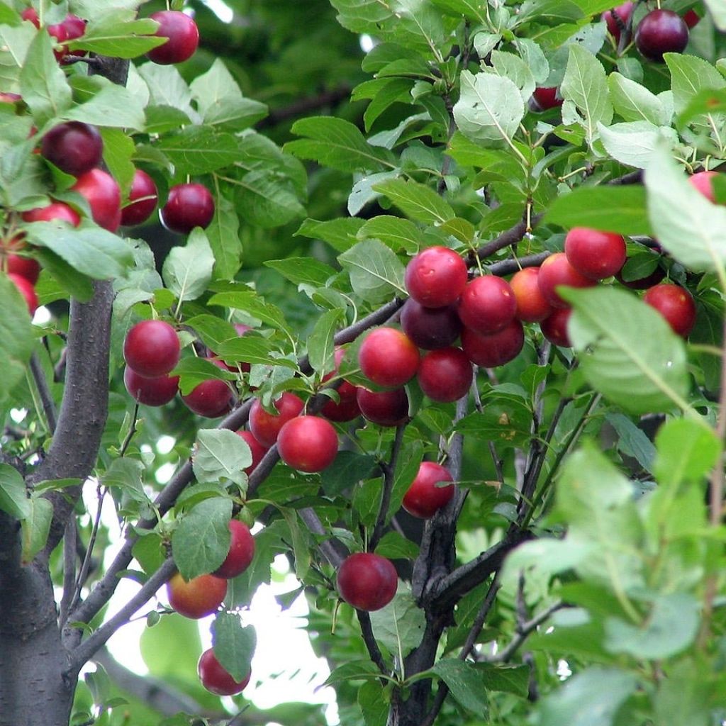 Prunus cerasifera - Cherry Plum