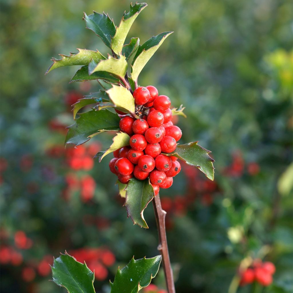 Ilex  meserveae Mesid - Blue Holly