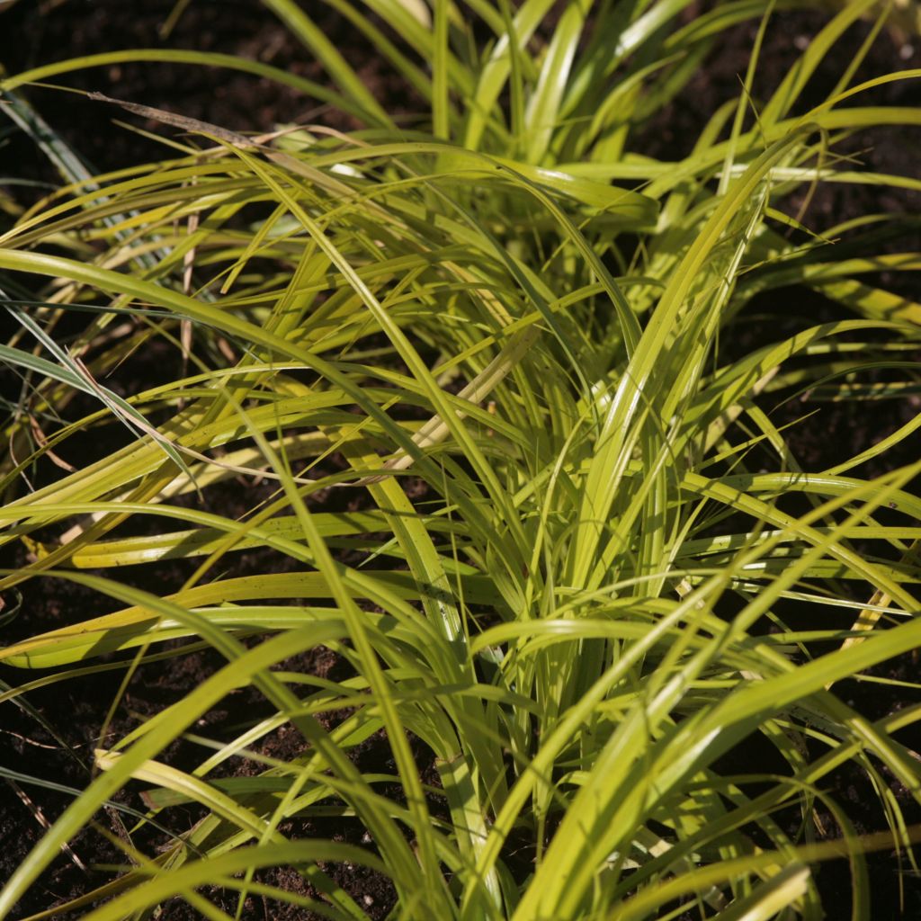 Carex oshimensis Everillo - Oshima Sedge