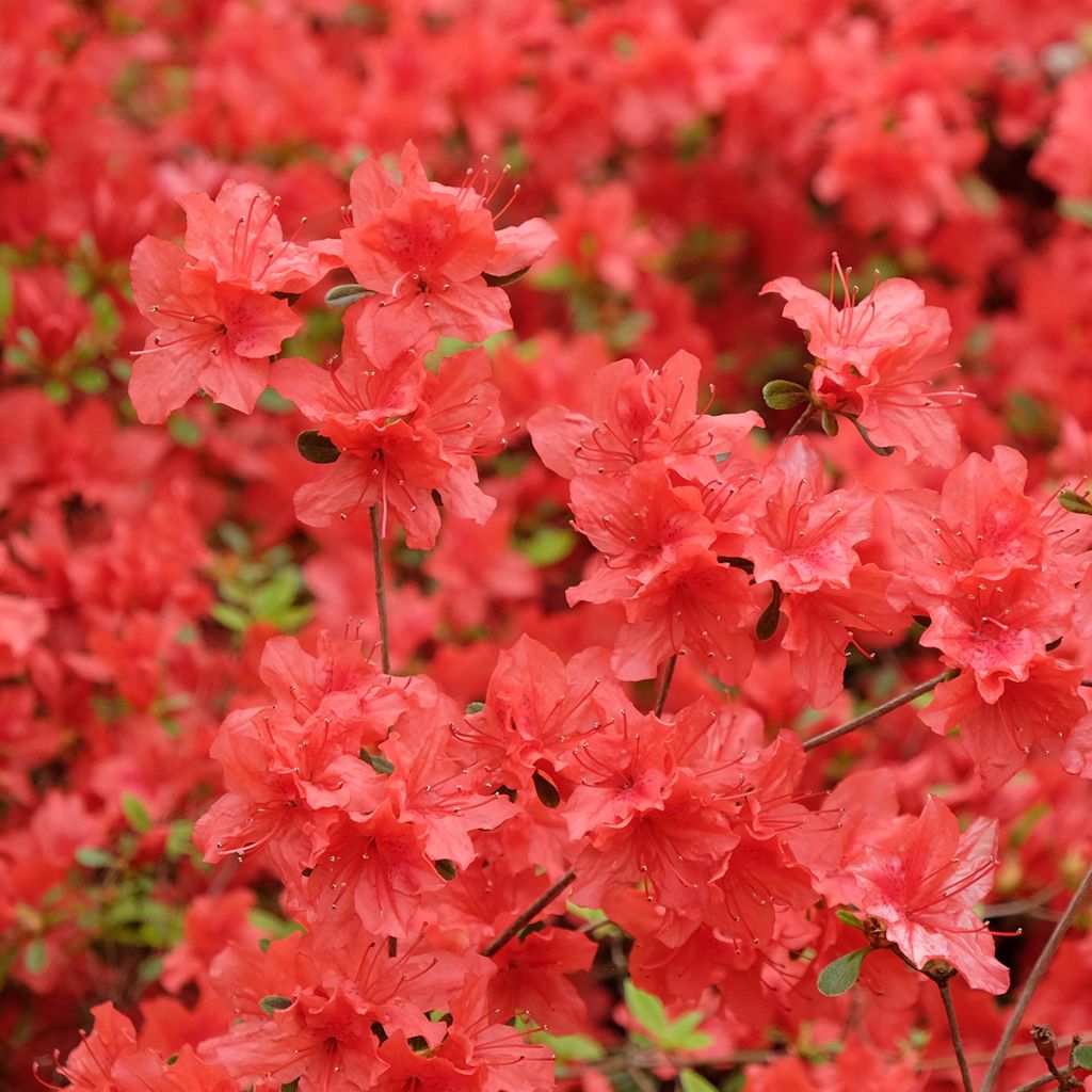 Rhododendron japonica Orange Beauty