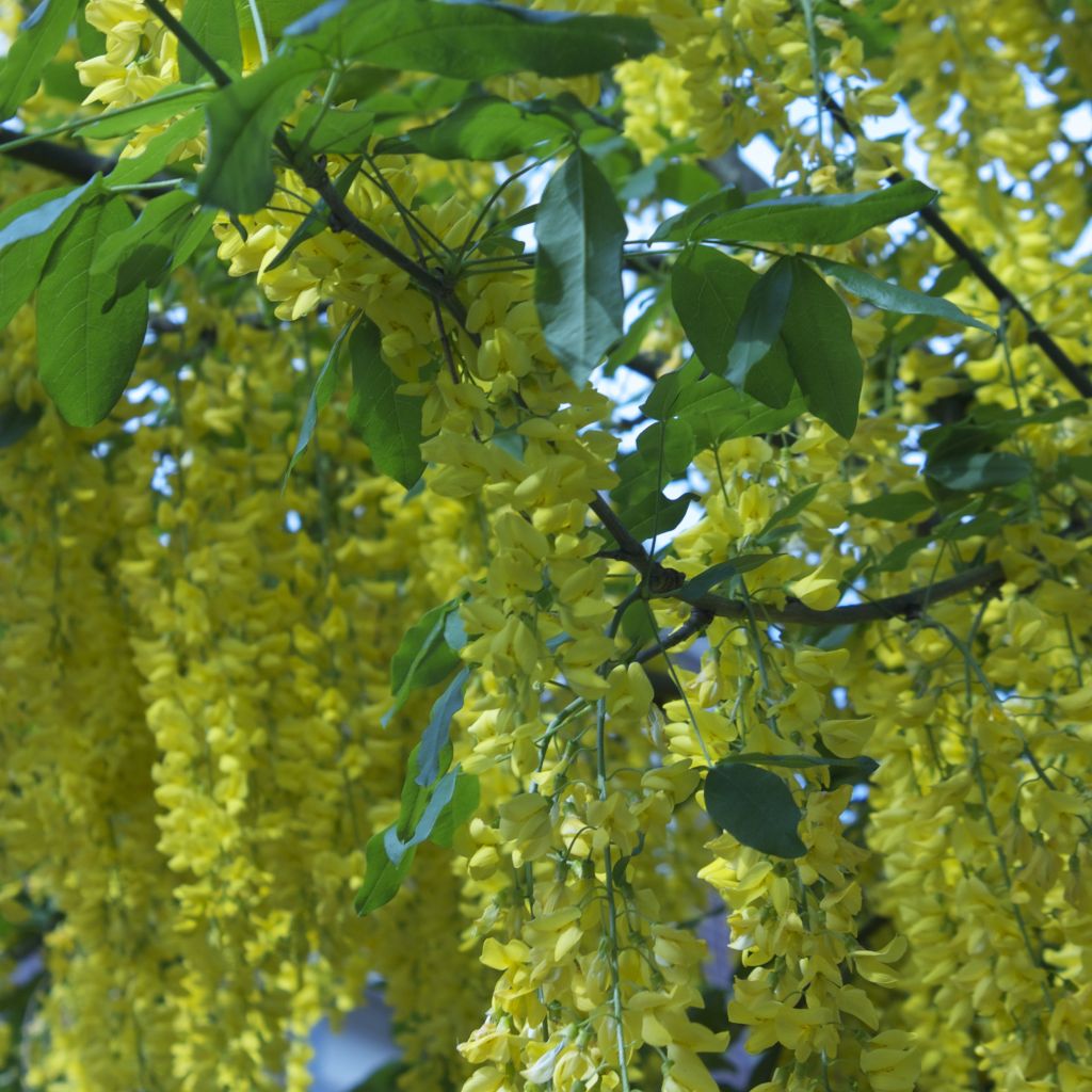 Laburnum anagyroides