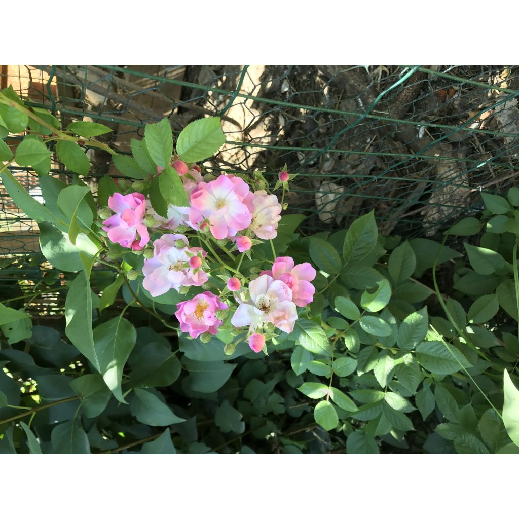 Rosa Blush Rambler - Climbing Rose